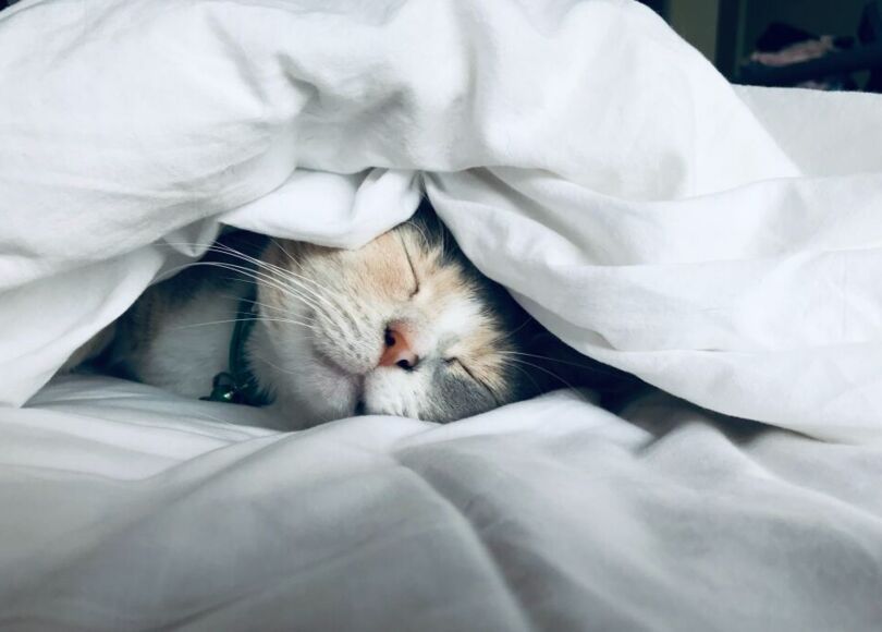 cat-sleeping-under-sheets