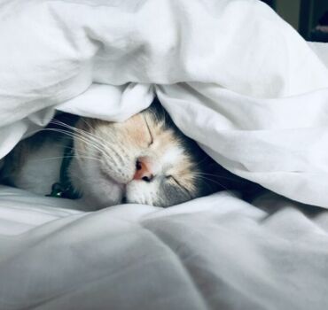 cat-sleeping-under-sheets