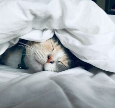 cat-sleeping-under-sheets cat-sleeping-under-sheets